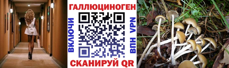 Галлюциногенные грибы Psilocybe  хочу наркоту  Бронницы 